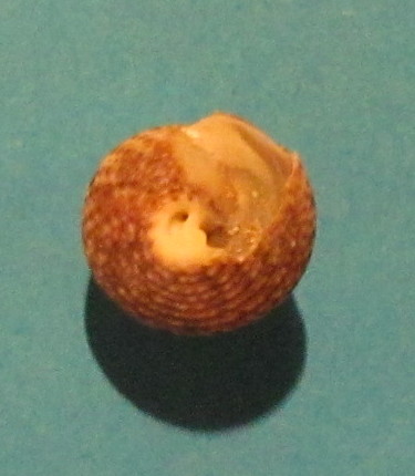Trochidae 2
